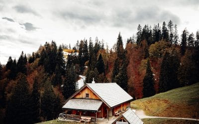 Insekti koji napadaju drvo