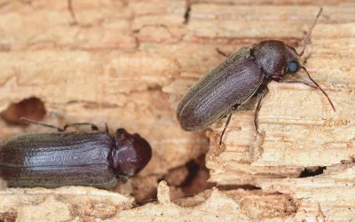 Žižak u drvetu – Zablude o ovoj štetočini